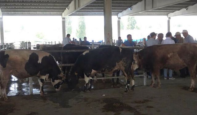 Elde kalan kurbanlıkların fiyatı maliyetine düşürüldü