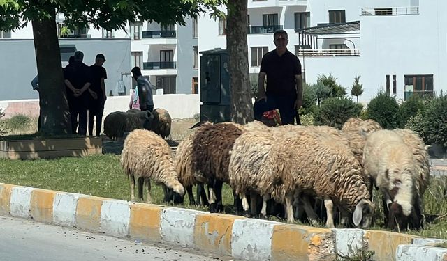 Van'daki kurban satıcıları belediyeyi dinlemedi!