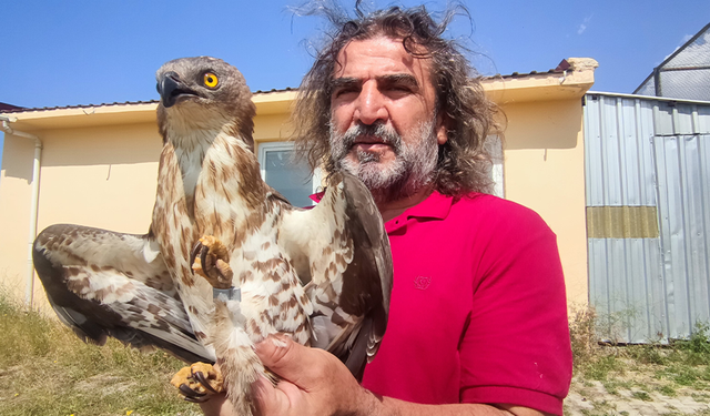 Van'da tedavileri tamamlanan arı şahinleri doğaya bırakıldı