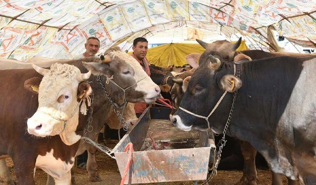 Uzmanlar uyarıyor: 'Kurban kesme işini profesyonellere bırakın'