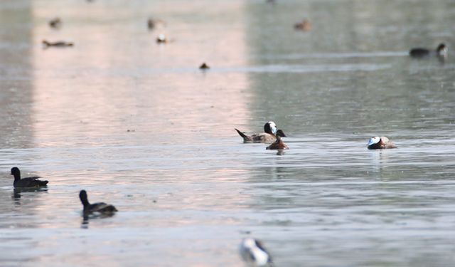 Dünyada nesli tehlike altındaki dikkuyruk, Van Gölü kıyısında ürüyor