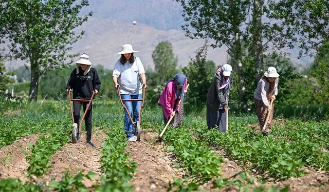 Van'da güç birliği yapan kadınlar:  "Üretimin her alanında varız"