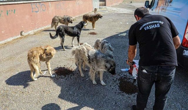 Van'da sokak hayvanlarına şefkat eli