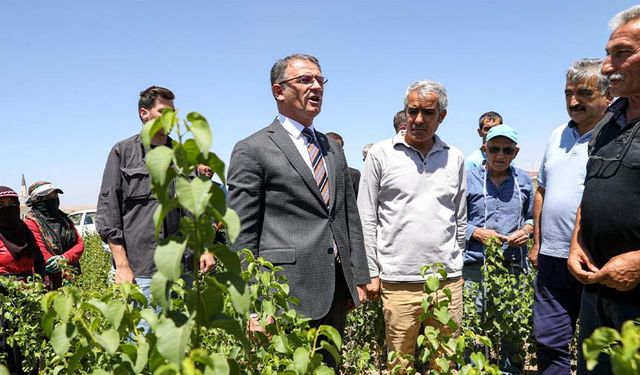 Vali Balcı: Van’ı meyve fidanları ile süsleyeceğiz