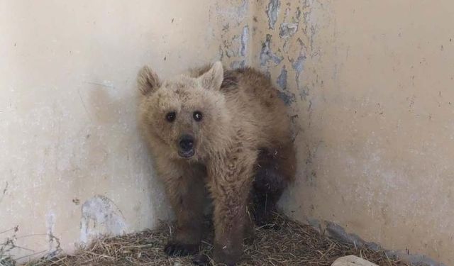 Van'da tedavi altına alınan boz ayı sağlığına kavuşuyor