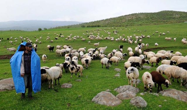 Van’da 131 bin koyun dağıtıldı