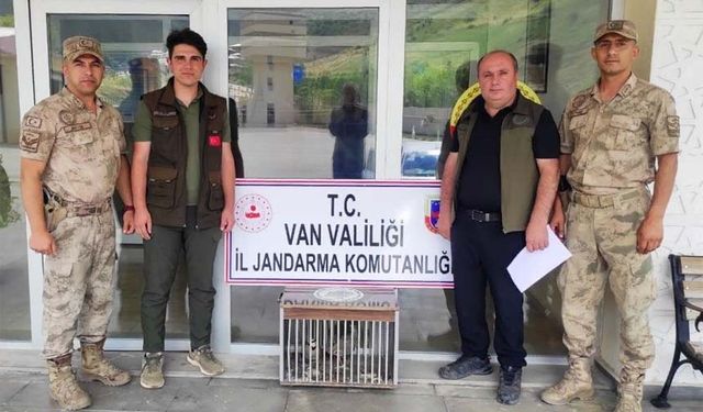 Van'da kafes avcılığı yapan 1 kişi jandarmaya takıldı