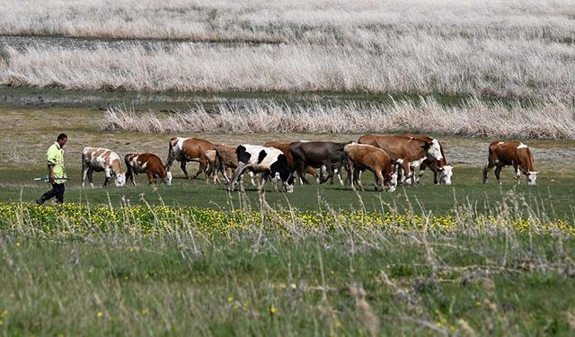 Van'da kaybolan 15 büyükbaş hayvanı arama çalışmaları sürüyor