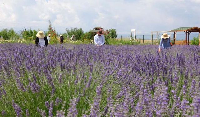 Tıbbi bitkiler tarlasında gezi ve fotoğraf günleri başladı