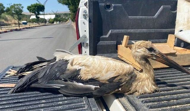 Van’da yaralı kuşlar tedavi altına alındı