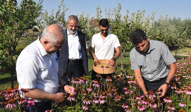 Van'da tıbbi ve aromatik bitkilerin hasadı yapıldı