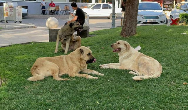 Sokak köpekleri bir can daha aldı!