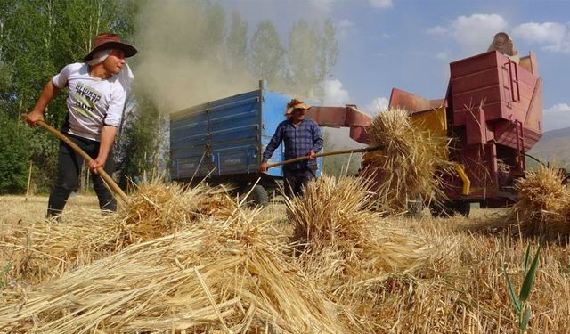 Van’da arpa hasadı başladı