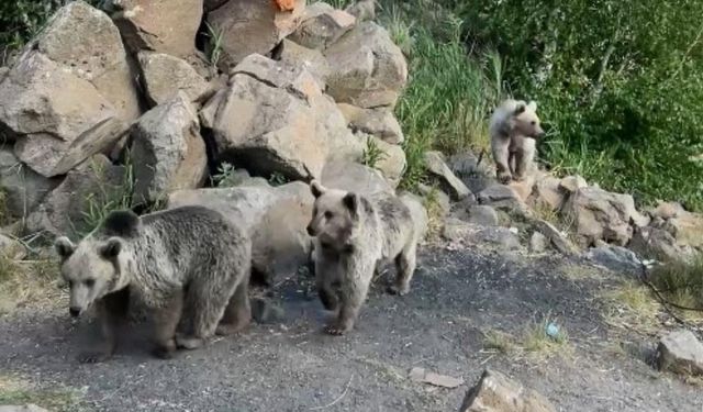 Sıcaktan bunalan yavru boz ayılar Nemrut Krater Gölü’nde serinledi