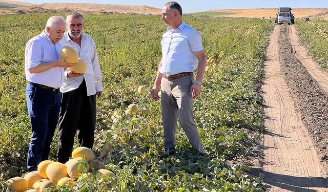 Tuşba ilçesinde hasat zamanı