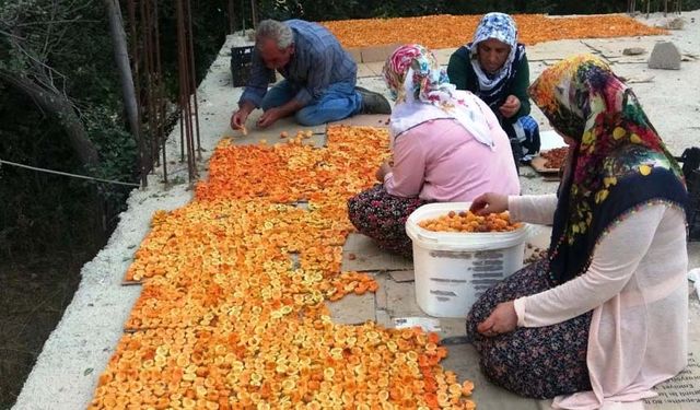 Van'da kayısı kurutma dönemi