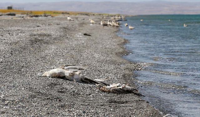 Van'da aşırı sıcaklar martıları vurdu