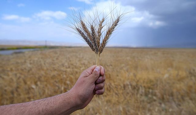 Türkiye'de buğday arzında sıkıntı beklenmiyor