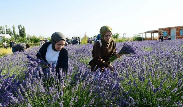 Van YYÜ’de hasat bayramı…