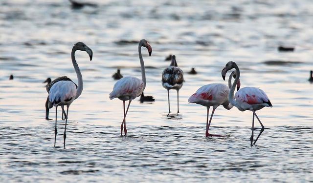 Van Gölü'ndeki kuraklık flamingoları da etkiledi