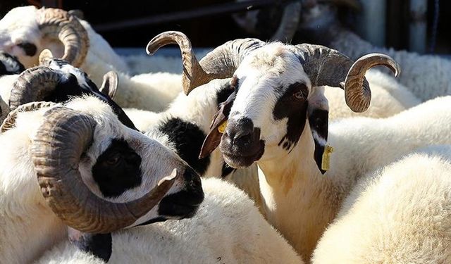 Üreticiler, tarımsal desteklerin erken ödenmesi kararını olumlu karşıladı