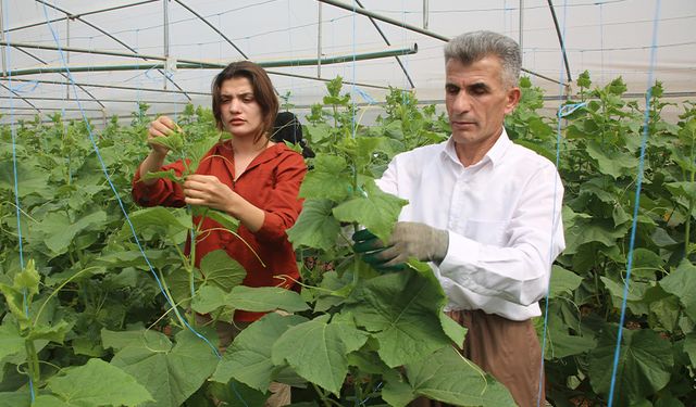 Hakkari'de seracılık yaygınlaşıyor