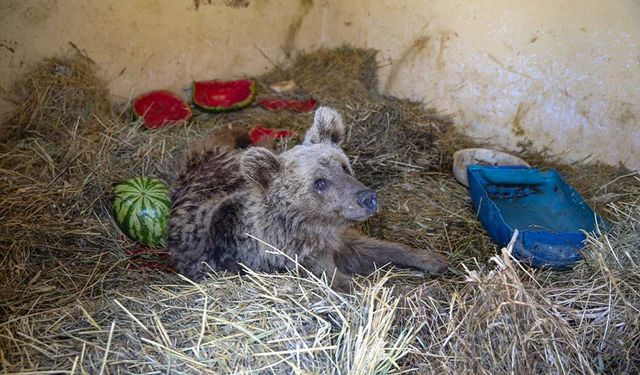 Hakkari'de yaralı bulunan ayının tedavisi sürüyor