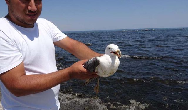 Van Gölü'nde martı ölümleri arttı! Veteriner hekimler yerinde inceledi