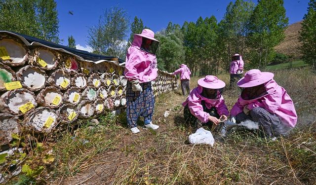 Van'da pembe kıyafetli kadınlar bal hasadına başladı