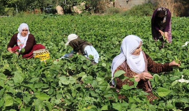 Van’ın ‘Gevaş fasulyesi’ tescillendi