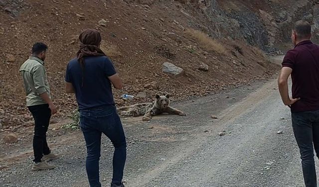 Hakkari'de yaralı bulunan ayı Van'da tedaviye alındı