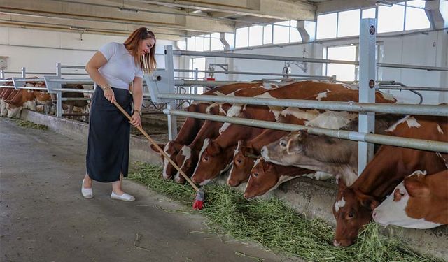 Vanlı ziraat mühendisi, kurduğu çiftlikte günlük 500 litre süt üretiyor