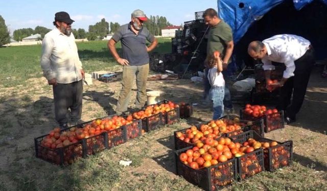 Antalya’nın ihraç domatesi Erciş’te hayat buldu