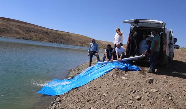 Van'da göletlere 900 bin sazan balığı yavrusu bırakıldı