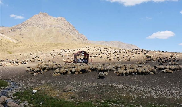 Berivanlar için yaylada "Sistematik Sağım Merkezi" kuruldu