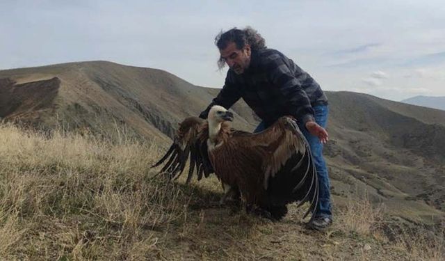 Van'da tedavisi tamamlanan kızıl akbaba doğal yaşam alanına salındı