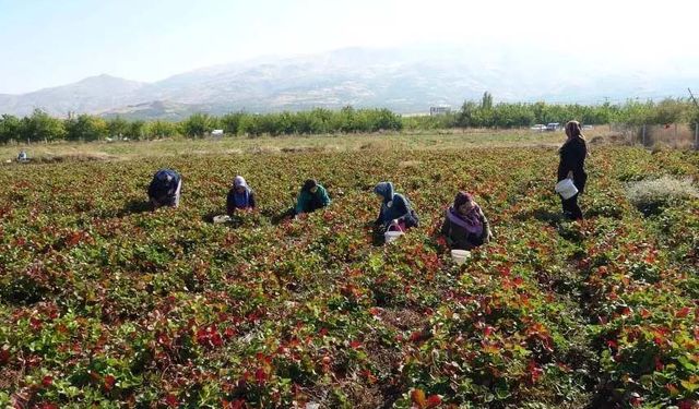 7 kadın kurdu, şimdi siparişlere yetişemiyorlar