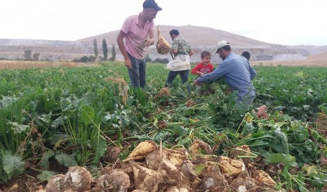 Şeker pancarı alım fiyatını açıkladı