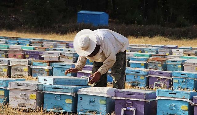 Organik arıcılık yapanlara destek verilecek! İşte verilecek destek miktarı