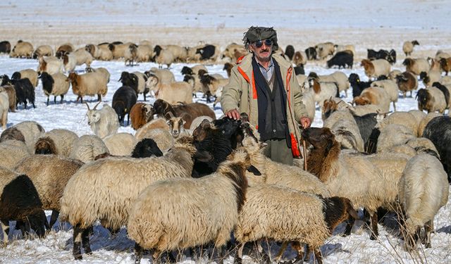 Van'daki besicilerin renkli dönüş yolculuğu