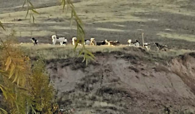 Sürü halinde dolaşan köpekler korku saçıyor