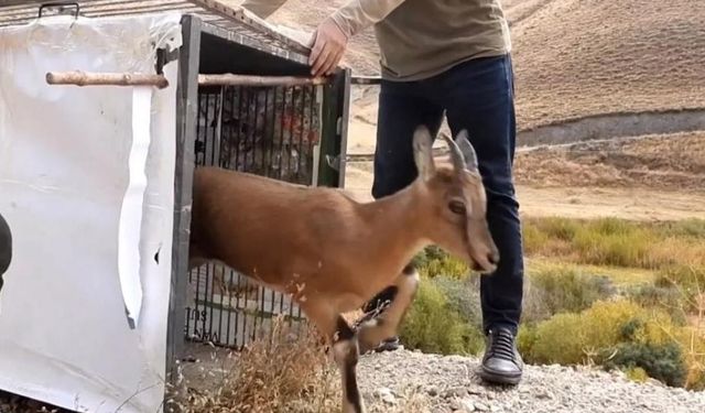 Van'da tedavisi tamamlanan yavru dağ keçisi doğal ortamına bırakıldı