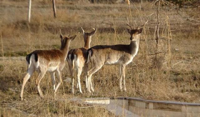 Van'da koruma altına alınan alageyikler, üretim merkezlerine gönderildi