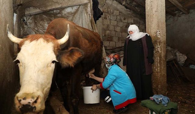 Van'da yaşlı çiftin ineklerini Vefa Ekipleri sağdı