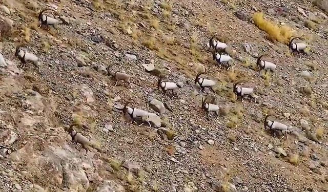 Van’da yaban keçileri dron ile görüntülendi