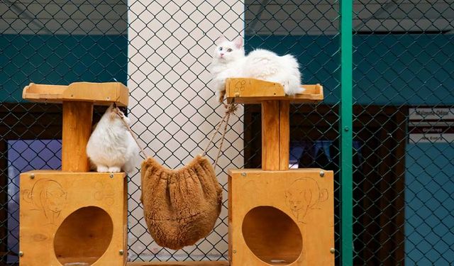 Van Kedi Villası'nda bu yıl 80 yavru sahiplendirildi