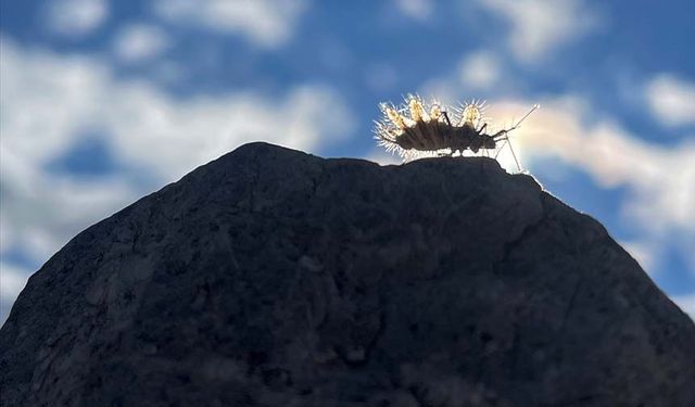 Van'da 'dikenli dantel böceği' görüntülendi