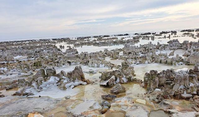 Van Gölü sahili mikrobiyalit tarlasına dönüştü