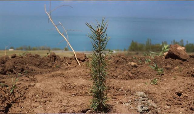 Van'da da ağaçlandırma çalışmaları başlatıldı! Milyonlarca fidan "geleceğe nefes" olacak