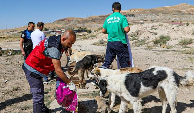 Van’da 10 bin 595 sokak hayvanı tedavi edildi